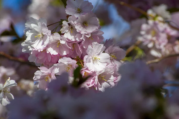 公园里开满了美丽的樱花 在一个风景如画的花园里 在盛开着粉色花朵的樱桃树的近照下 在阳光明媚的蓝天上的树枝 花纹纹理 — 图库照片