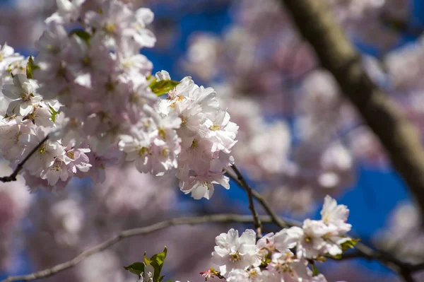 Parkta güzel kiraz çiçekleri var. Baharda çiçek açan pembe çiçeklerle dolu bir bahçe bahçesinde sakura ağacının yakın çekimi. Güneşli mavi gökyüzünde ağacın dalları. Çiçek desenli doku, duvar kağıdı