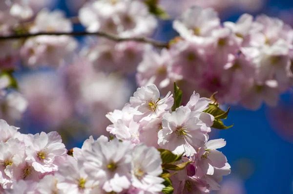 Beautiful Cherry Blossoms Park Close Sakura Tree Full Blooming Pink — стоковое фото
