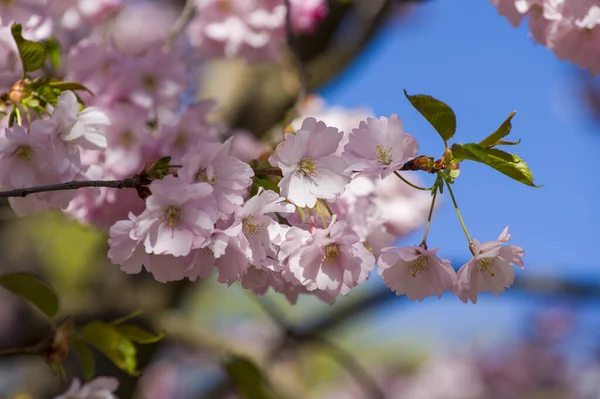 Parkta güzel kiraz çiçekleri var. Baharda çiçek açan pembe çiçeklerle dolu bir bahçe bahçesinde sakura ağacının yakın çekimi. Güneşli mavi gökyüzünde ağacın dalları. Çiçek desenli doku, duvar kağıdı