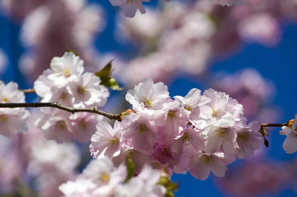 Beautiful cherry blossoms in park. Close-up of sakura tree full in blooming pink flowers in spring in a picturesque garden. Branches of the tree over sunny blue sky. Floral pattern texture, wallpaper