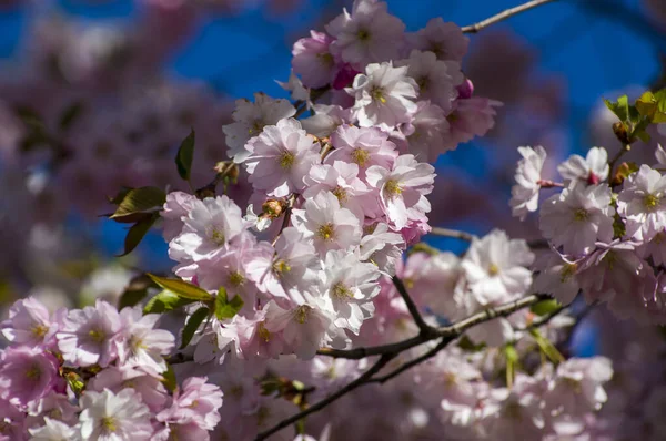 Parkta güzel kiraz çiçekleri var. Baharda çiçek açan pembe çiçeklerle dolu bir bahçe bahçesinde sakura ağacının yakın çekimi. Güneşli mavi gökyüzünde ağacın dalları. Çiçek desenli doku, duvar kağıdı
