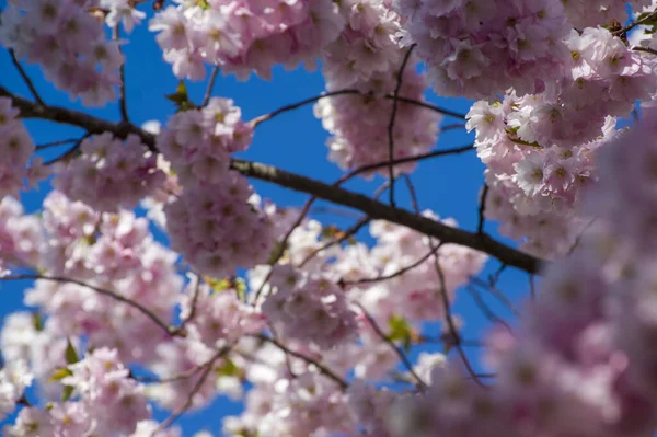Parkta güzel kiraz çiçekleri var. Baharda çiçek açan pembe çiçeklerle dolu bir bahçe bahçesinde sakura ağacının yakın çekimi. Güneşli mavi gökyüzünde ağacın dalları. Çiçek desenli doku, duvar kağıdı