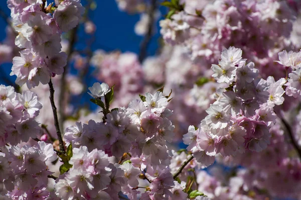 Parkta güzel kiraz çiçekleri var. Baharda çiçek açan pembe çiçeklerle dolu bir bahçe bahçesinde sakura ağacının yakın çekimi. Güneşli mavi gökyüzünde ağacın dalları. Çiçek desenli doku, duvar kağıdı