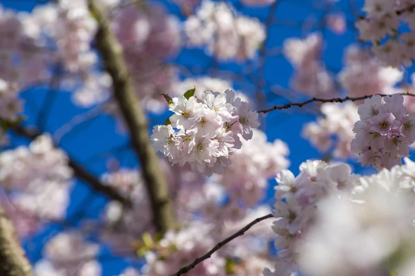 Parkta güzel kiraz çiçekleri var. Baharda çiçek açan pembe çiçeklerle dolu bir bahçe bahçesinde sakura ağacının yakın çekimi. Güneşli mavi gökyüzünde ağacın dalları. Çiçek desenli doku, duvar kağıdı