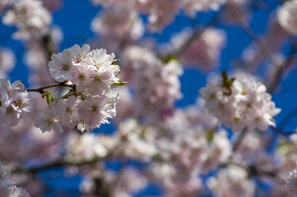 Parkta güzel kiraz çiçekleri var. Baharda çiçek açan pembe çiçeklerle dolu bir bahçe bahçesinde sakura ağacının yakın çekimi. Güneşli mavi gökyüzünde ağacın dalları. Çiçek desenli doku, duvar kağıdı