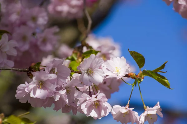 Parkta güzel kiraz çiçekleri var. Baharda çiçek açan pembe çiçeklerle dolu bir bahçe bahçesinde sakura ağacının yakın çekimi. Güneşli mavi gökyüzünde ağacın dalları. Çiçek desenli doku, duvar kağıdı