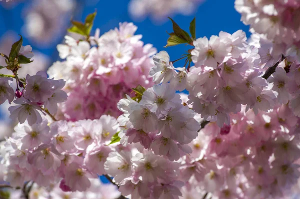 Beautiful Cherry Blossoms Park Close Sakura Tree Full Blooming Pink — Zdjęcie stockowe