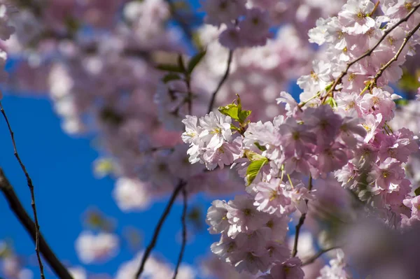 Parkta güzel kiraz çiçekleri var. Baharda çiçek açan pembe çiçeklerle dolu bir bahçe bahçesinde sakura ağacının yakın çekimi. Güneşli mavi gökyüzünde ağacın dalları. Çiçek desenli doku, duvar kağıdı