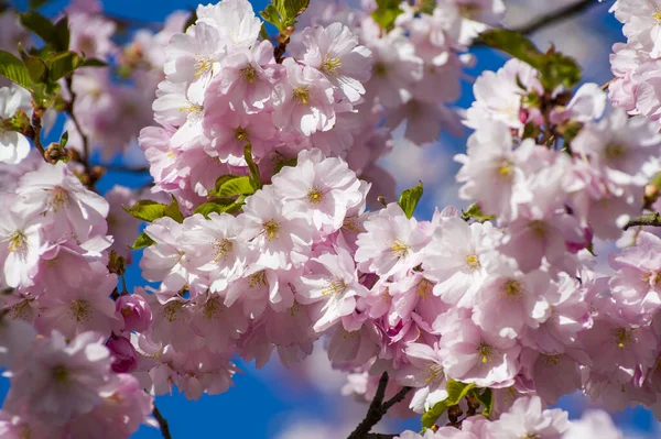 Parkta güzel kiraz çiçekleri var. Baharda çiçek açan pembe çiçeklerle dolu bir bahçe bahçesinde sakura ağacının yakın çekimi. Güneşli mavi gökyüzünde ağacın dalları. Çiçek desenli doku, duvar kağıdı