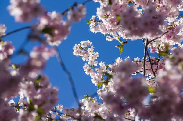 Parkta güzel kiraz çiçekleri var. Baharda çiçek açan pembe çiçeklerle dolu bir bahçe bahçesinde sakura ağacının yakın çekimi. Güneşli mavi gökyüzünde ağacın dalları. Çiçek desenli doku, duvar kağıdı
