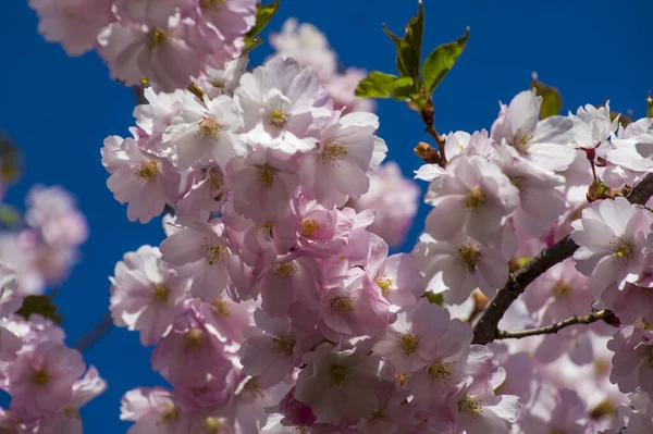 Parkta güzel kiraz çiçekleri var. Baharda çiçek açan pembe çiçeklerle dolu bir bahçe bahçesinde sakura ağacının yakın çekimi. Güneşli mavi gökyüzünde ağacın dalları. Çiçek desenli doku, duvar kağıdı