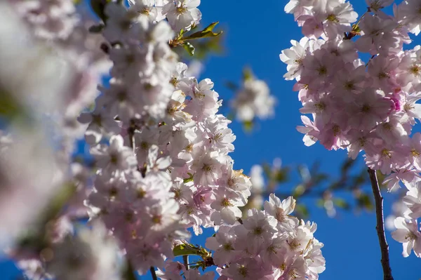 Parkta güzel kiraz çiçekleri var. Baharda çiçek açan pembe çiçeklerle dolu bir bahçe bahçesinde sakura ağacının yakın çekimi. Güneşli mavi gökyüzünde ağacın dalları. Çiçek desenli doku, duvar kağıdı