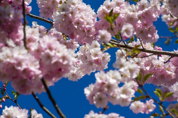 Parkta güzel kiraz çiçekleri var. Baharda çiçek açan pembe çiçeklerle dolu bir bahçe bahçesinde sakura ağacının yakın çekimi. Güneşli mavi gökyüzünde ağacın dalları. Çiçek desenli doku, duvar kağıdı