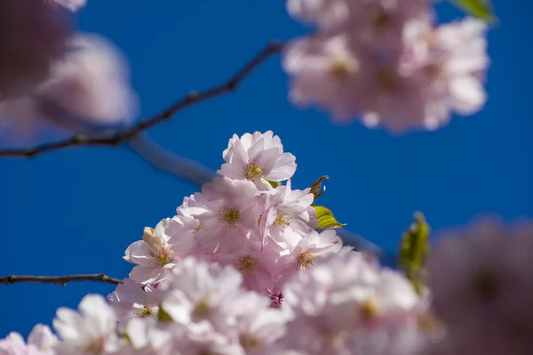 Beautiful Cherry Blossoms Park Close Sakura Tree Full Blooming Pink — Stockfoto