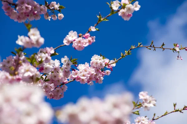 Parkta güzel kiraz çiçekleri var. Baharda çiçek açan pembe çiçeklerle dolu bir bahçe bahçesinde sakura ağacının yakın çekimi. Güneşli mavi gökyüzünde ağacın dalları. Çiçek desenli doku, duvar kağıdı