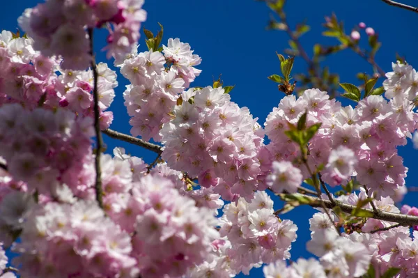Parkta güzel kiraz çiçekleri var. Baharda çiçek açan pembe çiçeklerle dolu bir bahçe bahçesinde sakura ağacının yakın çekimi. Güneşli mavi gökyüzünde ağacın dalları. Çiçek desenli doku, duvar kağıdı