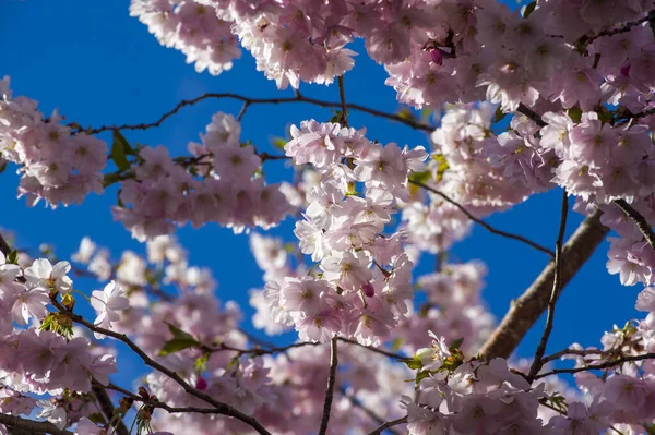 Parkta güzel kiraz çiçekleri var. Baharda çiçek açan pembe çiçeklerle dolu bir bahçe bahçesinde sakura ağacının yakın çekimi. Güneşli mavi gökyüzünde ağacın dalları. Çiçek desenli doku, duvar kağıdı
