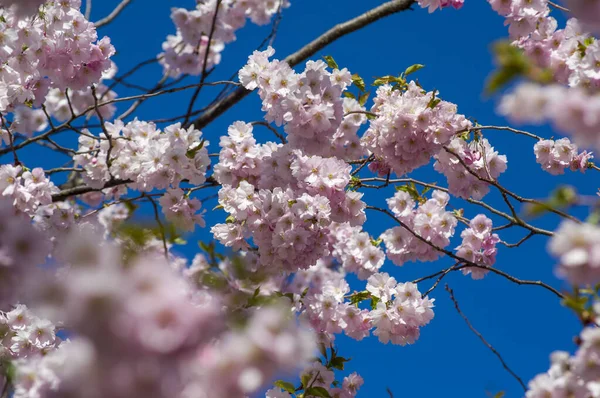 Parkta güzel kiraz çiçekleri var. Baharda çiçek açan pembe çiçeklerle dolu bir bahçe bahçesinde sakura ağacının yakın çekimi. Güneşli mavi gökyüzünde ağacın dalları. Çiçek desenli doku, duvar kağıdı