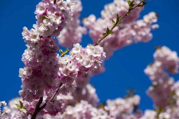 Parkta güzel kiraz çiçekleri var. Baharda çiçek açan pembe çiçeklerle dolu bir bahçe bahçesinde sakura ağacının yakın çekimi. Güneşli mavi gökyüzünde ağacın dalları. Çiçek desenli doku, duvar kağıdı
