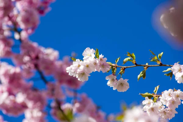 Beautiful Cherry Blossoms Park Close Sakura Tree Full Blooming Pink — Stockfoto