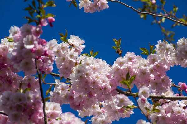 Parkta güzel kiraz çiçekleri var. Baharda çiçek açan pembe çiçeklerle dolu bir bahçe bahçesinde sakura ağacının yakın çekimi. Güneşli mavi gökyüzünde ağacın dalları. Çiçek desenli doku, duvar kağıdı