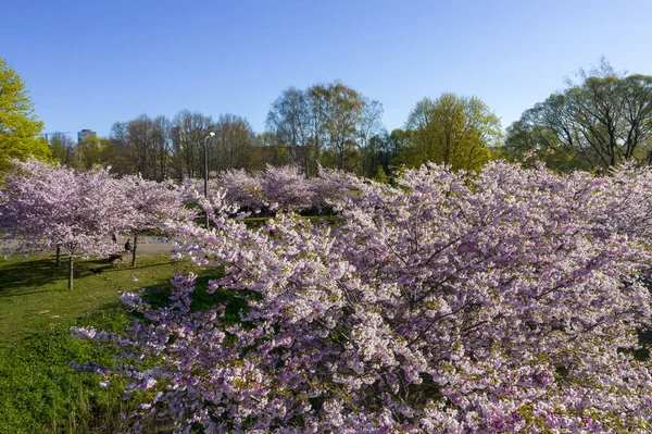 Parkta güzel kiraz çiçekleri var. Baharda çiçek açan pembe çiçeklerle dolu bir bahçe bahçesinde sakura ağacının yakın çekimi. Güneşli mavi gökyüzünde ağacın dalları. Çiçek desenli doku, duvar kağıdı