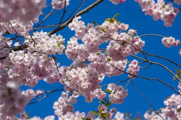 Parkta güzel kiraz çiçekleri var. Baharda çiçek açan pembe çiçeklerle dolu bir bahçe bahçesinde sakura ağacının yakın çekimi. Güneşli mavi gökyüzünde ağacın dalları. Çiçek desenli doku, duvar kağıdı