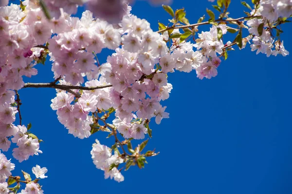 Parkta güzel kiraz çiçekleri var. Baharda çiçek açan pembe çiçeklerle dolu bir bahçe bahçesinde sakura ağacının yakın çekimi. Güneşli mavi gökyüzünde ağacın dalları. Çiçek desenli doku, duvar kağıdı