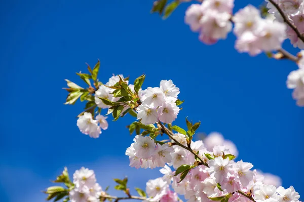 Parkta güzel kiraz çiçekleri var. Baharda çiçek açan pembe çiçeklerle dolu bir bahçe bahçesinde sakura ağacının yakın çekimi. Güneşli mavi gökyüzünde ağacın dalları. Çiçek desenli doku, duvar kağıdı