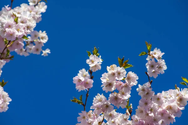 Parkta güzel kiraz çiçekleri var. Baharda çiçek açan pembe çiçeklerle dolu bir bahçe bahçesinde sakura ağacının yakın çekimi. Güneşli mavi gökyüzünde ağacın dalları. Çiçek desenli doku, duvar kağıdı