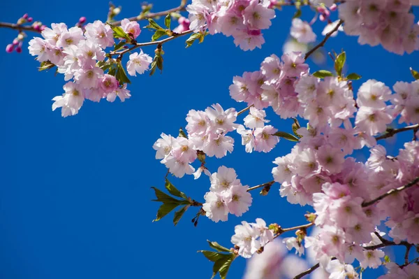Parkta güzel kiraz çiçekleri var. Baharda çiçek açan pembe çiçeklerle dolu bir bahçe bahçesinde sakura ağacının yakın çekimi. Güneşli mavi gökyüzünde ağacın dalları. Çiçek desenli doku, duvar kağıdı