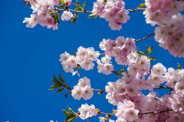 Parkta güzel kiraz çiçekleri var. Baharda çiçek açan pembe çiçeklerle dolu bir bahçe bahçesinde sakura ağacının yakın çekimi. Güneşli mavi gökyüzünde ağacın dalları. Çiçek desenli doku, duvar kağıdı