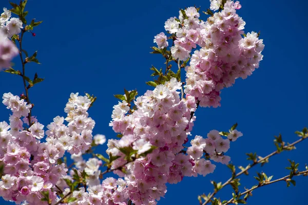 Parkta güzel kiraz çiçekleri var. Baharda çiçek açan pembe çiçeklerle dolu bir bahçe bahçesinde sakura ağacının yakın çekimi. Güneşli mavi gökyüzünde ağacın dalları. Çiçek desenli doku, duvar kağıdı