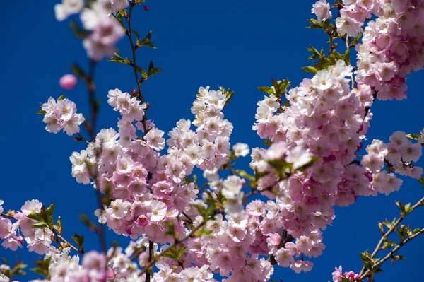 Parkta güzel kiraz çiçekleri var. Baharda çiçek açan pembe çiçeklerle dolu bir bahçe bahçesinde sakura ağacının yakın çekimi. Güneşli mavi gökyüzünde ağacın dalları. Çiçek desenli doku, duvar kağıdı