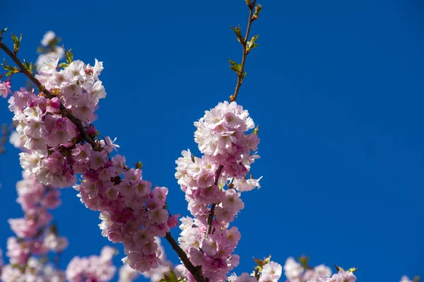 Parkta güzel kiraz çiçekleri var. Baharda çiçek açan pembe çiçeklerle dolu bir bahçe bahçesinde sakura ağacının yakın çekimi. Güneşli mavi gökyüzünde ağacın dalları. Çiçek desenli doku, duvar kağıdı