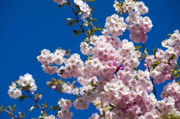 Parkta güzel kiraz çiçekleri var. Baharda çiçek açan pembe çiçeklerle dolu bir bahçe bahçesinde sakura ağacının yakın çekimi. Güneşli mavi gökyüzünde ağacın dalları. Çiçek desenli doku, duvar kağıdı