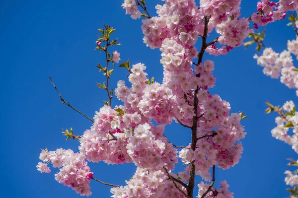 Parkta güzel kiraz çiçekleri var. Baharda çiçek açan pembe çiçeklerle dolu bir bahçe bahçesinde sakura ağacının yakın çekimi. Güneşli mavi gökyüzünde ağacın dalları. Çiçek desenli doku, duvar kağıdı