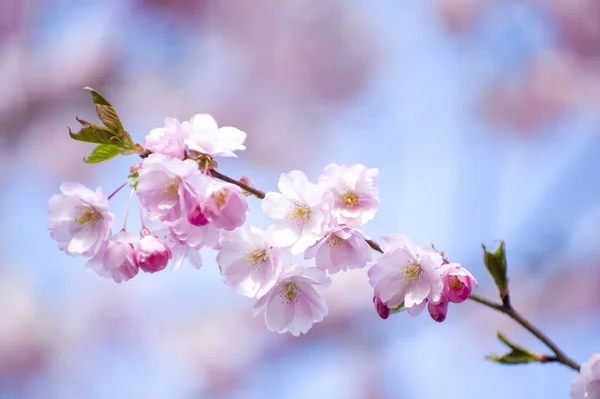 Beautiful Cherry Blossoms Park Close Sakura Tree Full Blooming Pink Immagini Stock Royalty Free