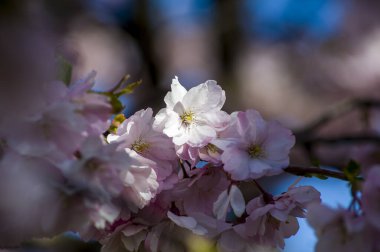 Parkta güzel kiraz çiçekleri var. Baharda çiçek açan pembe çiçeklerle dolu bir bahçe bahçesinde sakura ağacının yakın çekimi. Güneşli mavi gökyüzünde ağacın dalları. Çiçek desenli doku, duvar kağıdı