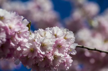 Parkta güzel kiraz çiçekleri var. Baharda çiçek açan pembe çiçeklerle dolu bir bahçe bahçesinde sakura ağacının yakın çekimi. Güneşli mavi gökyüzünde ağacın dalları. Çiçek desenli doku, duvar kağıdı