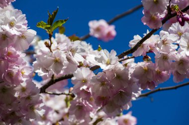 Parkta güzel kiraz çiçekleri var. Baharda çiçek açan pembe çiçeklerle dolu bir bahçe bahçesinde sakura ağacının yakın çekimi. Güneşli mavi gökyüzünde ağacın dalları. Çiçek desenli doku, duvar kağıdı