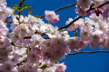 Beautiful cherry blossoms in park. Close-up of sakura tree full in blooming pink flowers in spring in a picturesque garden. Branches of the tree over sunny blue sky. Floral pattern texture, wallpaper
