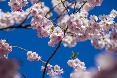 Parkta güzel kiraz çiçekleri var. Baharda çiçek açan pembe çiçeklerle dolu bir bahçe bahçesinde sakura ağacının yakın çekimi. Güneşli mavi gökyüzünde ağacın dalları. Çiçek desenli doku, duvar kağıdı