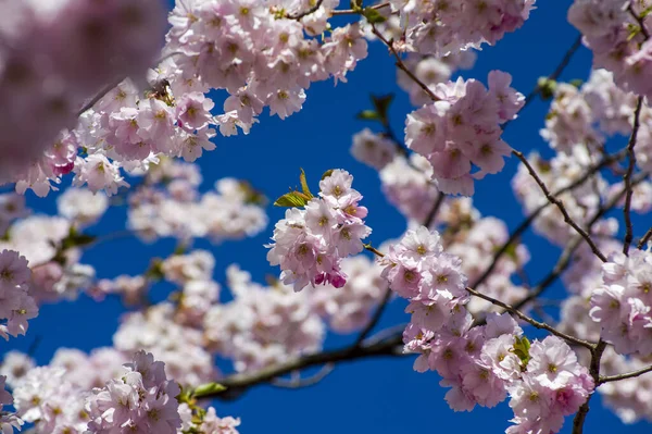 Parkta güzel kiraz çiçekleri var. Baharda çiçek açan pembe çiçeklerle dolu bir bahçe bahçesinde sakura ağacının yakın çekimi. Güneşli mavi gökyüzünde ağacın dalları. Çiçek desenli doku, duvar kağıdı
