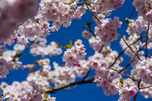 Beautiful cherry blossoms in park. Close-up of sakura tree full in blooming pink flowers in spring in a picturesque garden. Branches of the tree over sunny blue sky. Floral pattern texture, wallpaper