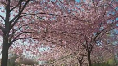 Parktaki güzel kiraz çiçeklerinin hava görüntüleri. Baharda çiçek açan pembe çiçeklerdeki sakura ağaçlarının resimli bahçedeki insansız hava aracı videosu. Güneşli mavi gökyüzünde ağacın dalları. Çiçek deseni