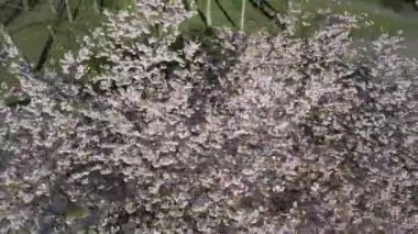 Parktaki güzel kiraz çiçeklerinin hava görüntüleri. Baharda çiçek açan pembe çiçeklerdeki sakura ağaçlarının resimli bahçedeki insansız hava aracı videosu. Güneşli mavi gökyüzünde ağacın dalları. Çiçek deseni