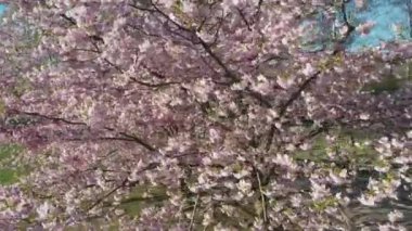 Parktaki güzel kiraz çiçeklerinin hava görüntüleri. Baharda çiçek açan pembe çiçeklerdeki sakura ağaçlarının resimli bahçedeki insansız hava aracı videosu. Güneşli mavi gökyüzünde ağacın dalları. Çiçek deseni