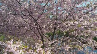 Parktaki güzel kiraz çiçeklerinin hava görüntüleri. Baharda çiçek açan pembe çiçeklerdeki sakura ağaçlarının resimli bahçedeki insansız hava aracı videosu. Güneşli mavi gökyüzünde ağacın dalları. Çiçek deseni